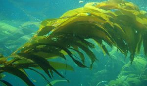 giant_kelp