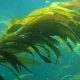 giant_kelp